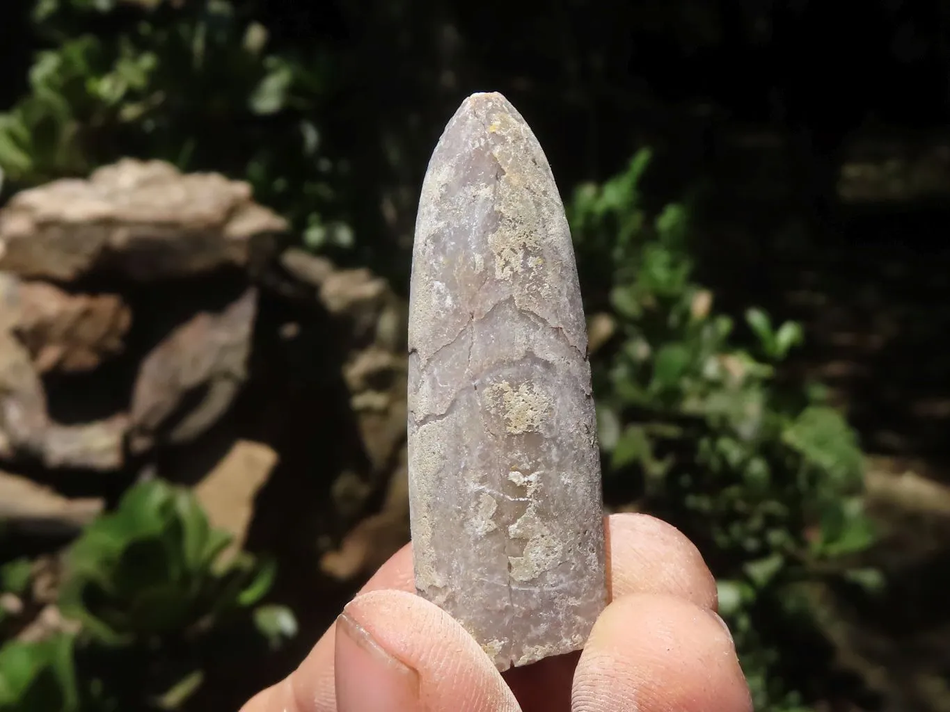 Natural Large Belemnite Fossil Specimens  x 47 From Maintirano, Madagascar